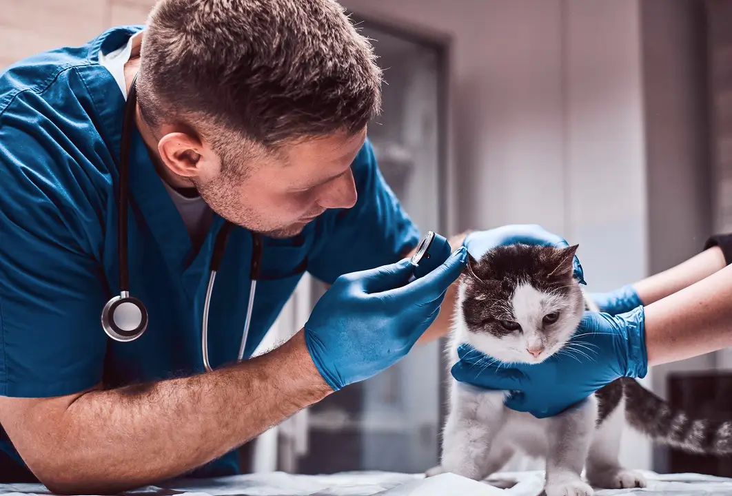University of Veterinary Medicine Budapest campus